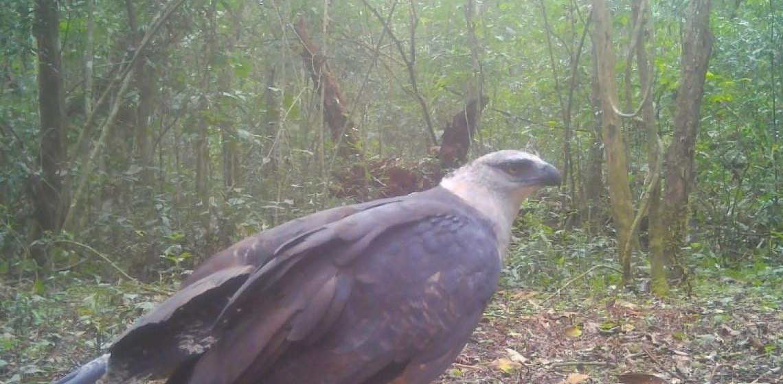 Ave de rapina rara é registrada pela primeira vez em vídeo no Parque Nacional do Iguaçu