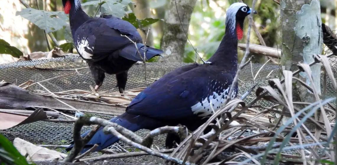 Em risco de extinção, jacutingas são devolvidas à natureza em São Paulo