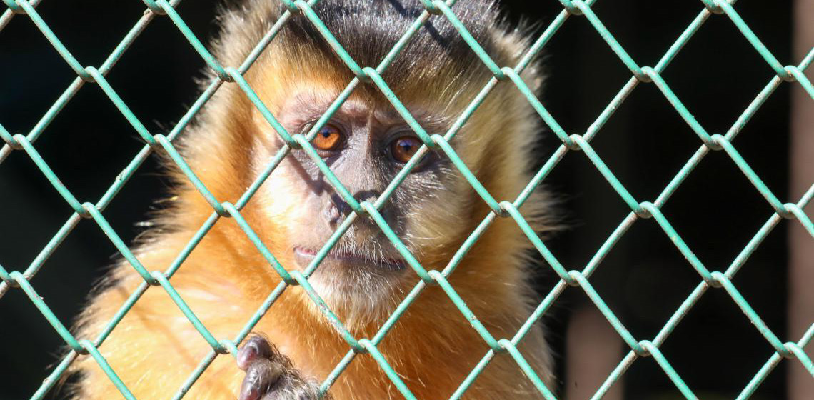 Ouvidoria registra aumento nos pedidos de manejo de animais silvestres em 2025