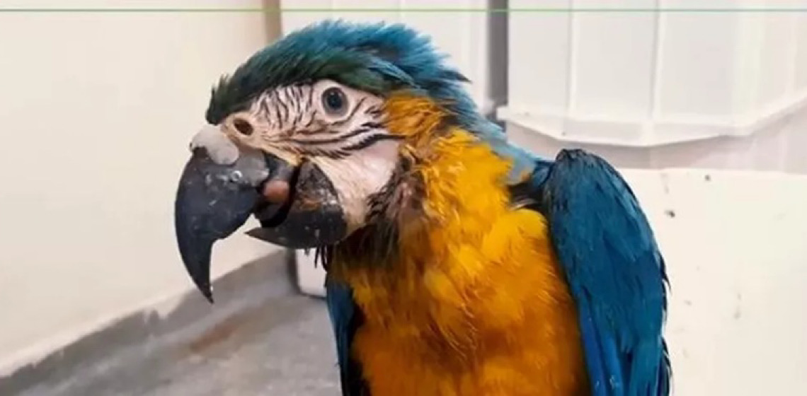Arara-canindé recebe prótese após ser resgatada com ferimento no Tocantins