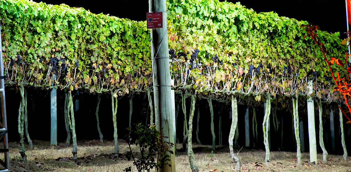 Vinicola Goés atrai turistas no inverno com colheita noturna de uvas e jantar