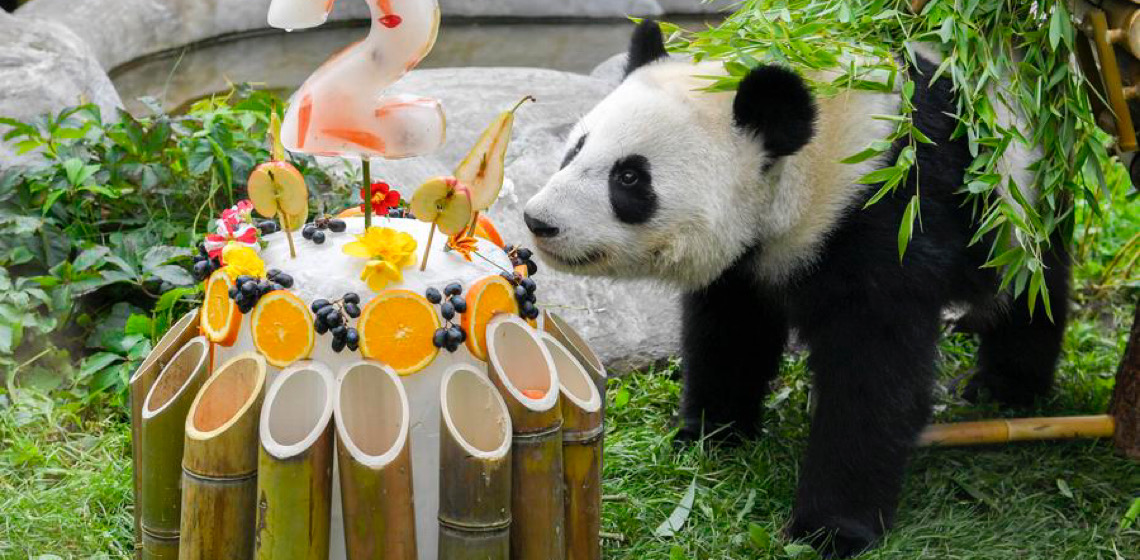 Primeira panda russa, "Katyusha", comemora aniversário com fãs animados