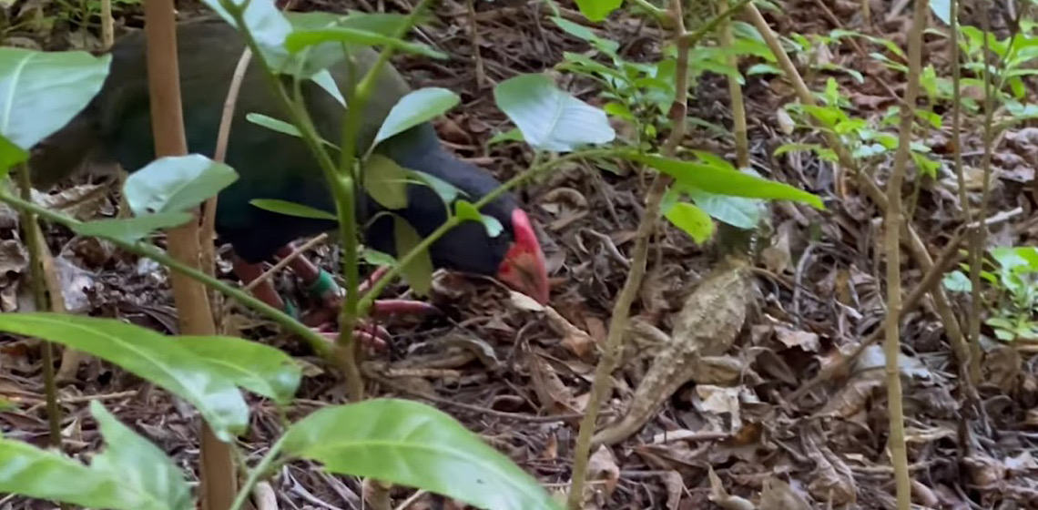 Ave considerada extinta por décadas volta a ser vista com frequência