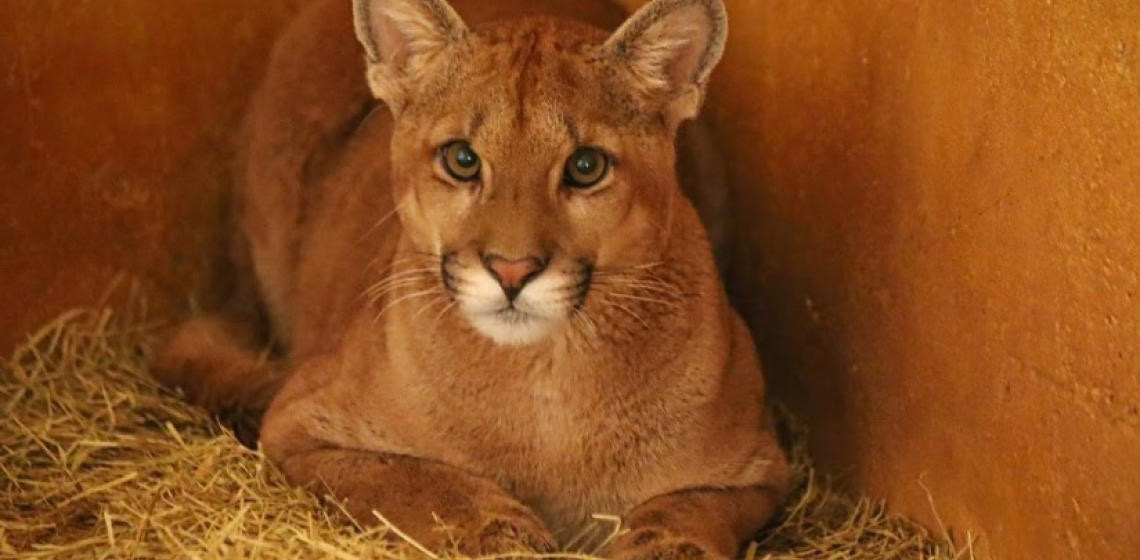 Onça-parda resgatada se recupera no Zoológico de Brasília e será devolvida à natureza