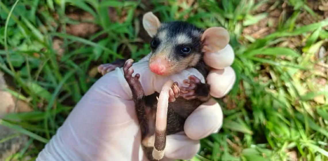 Número de saruês recolhidos em São Paulo mais que dobram em sete anos