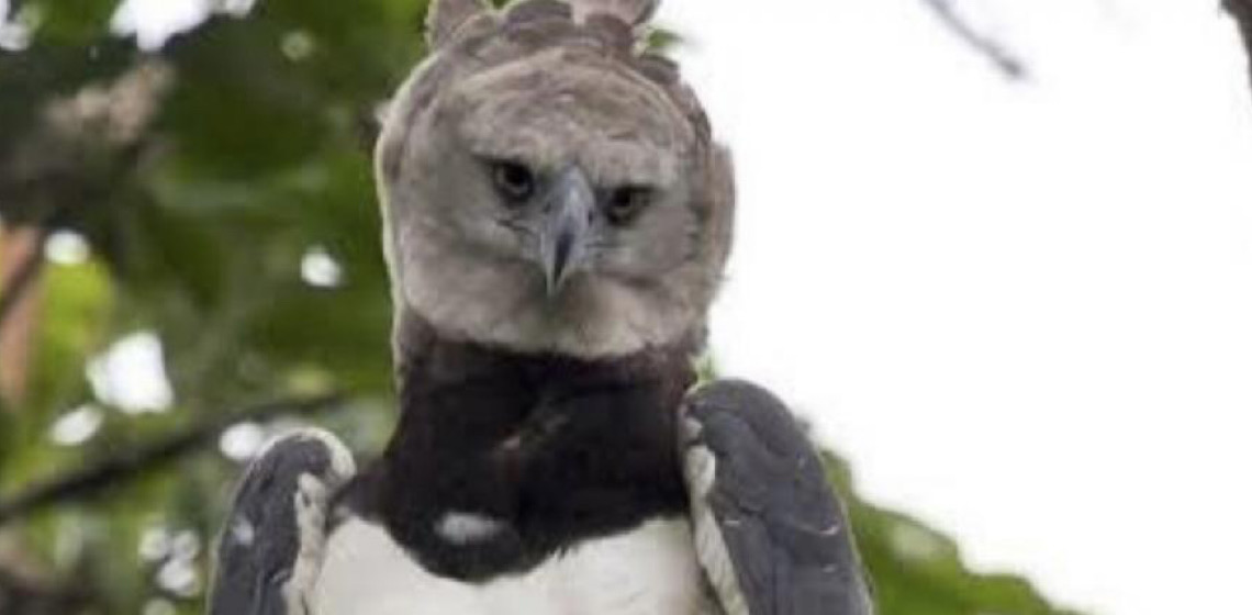 Ninho da maior águia do planeta, quase extinta, é encontrado no Pantanal