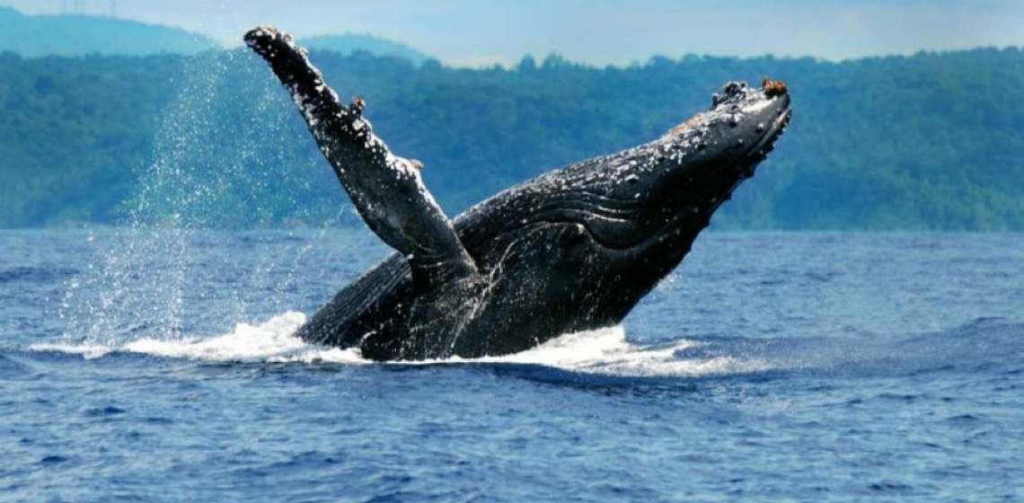 O encanto das Baleias Jubarte em Prado: Um espetáculo da natureza
