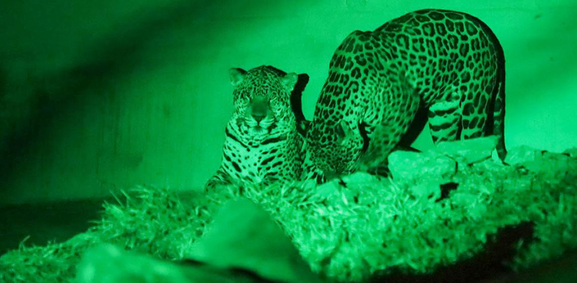 Zoo Noturno encanta com visita guiada e contato com animais notívagos