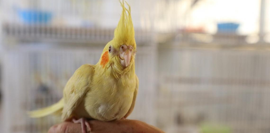 Recadastramento para criadores de pássaros silvestres do DF tem prazo definido