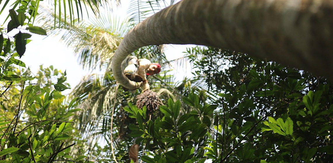 Juçara e Muriqui: Os Guardiões da Mata Atlântica de São Francisco Xavier