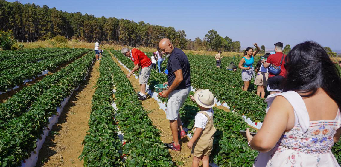 29ª edição da Festa do Morango reúne mais de 500 mil pessoas e movimenta R$ 55 milhões