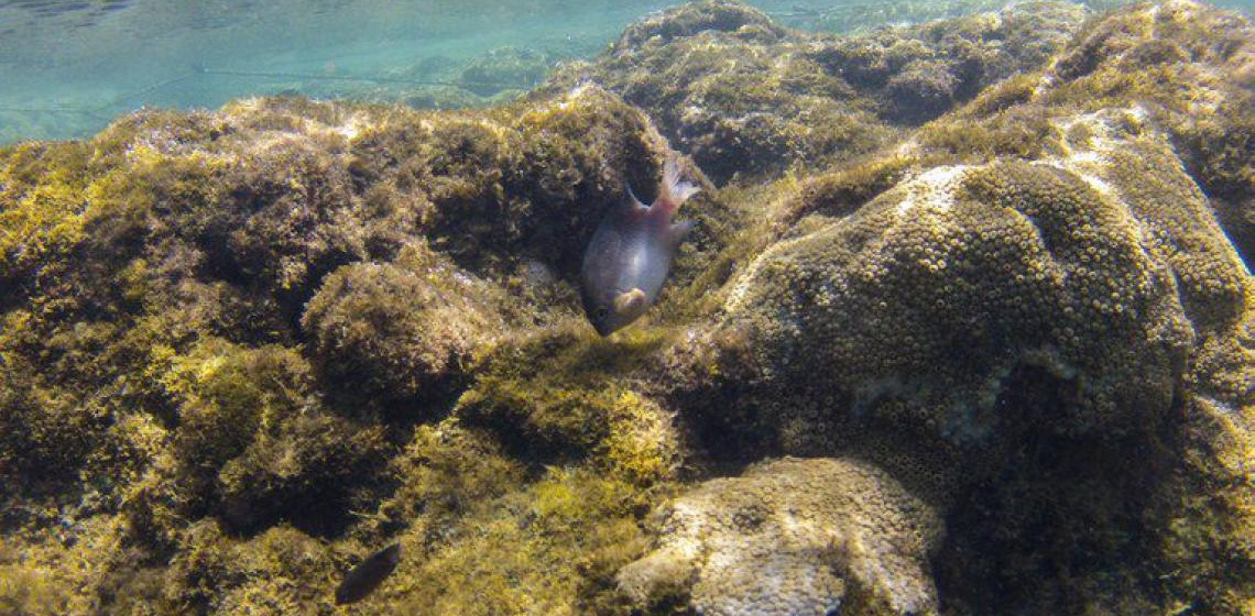 Mudanças climáticas ameaçam os recifes de coral do Brasil