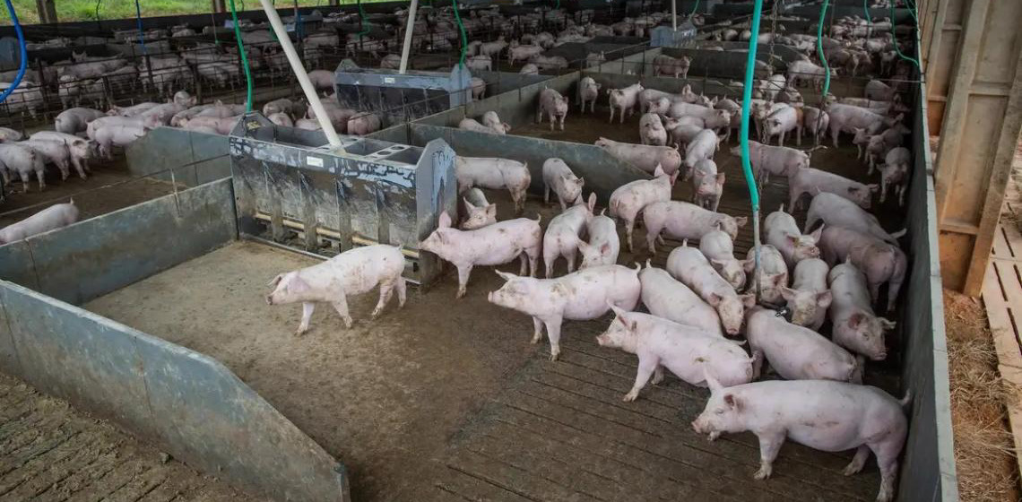 Produção de carne suína e de frango no Brasil terá volume recorde em 2026