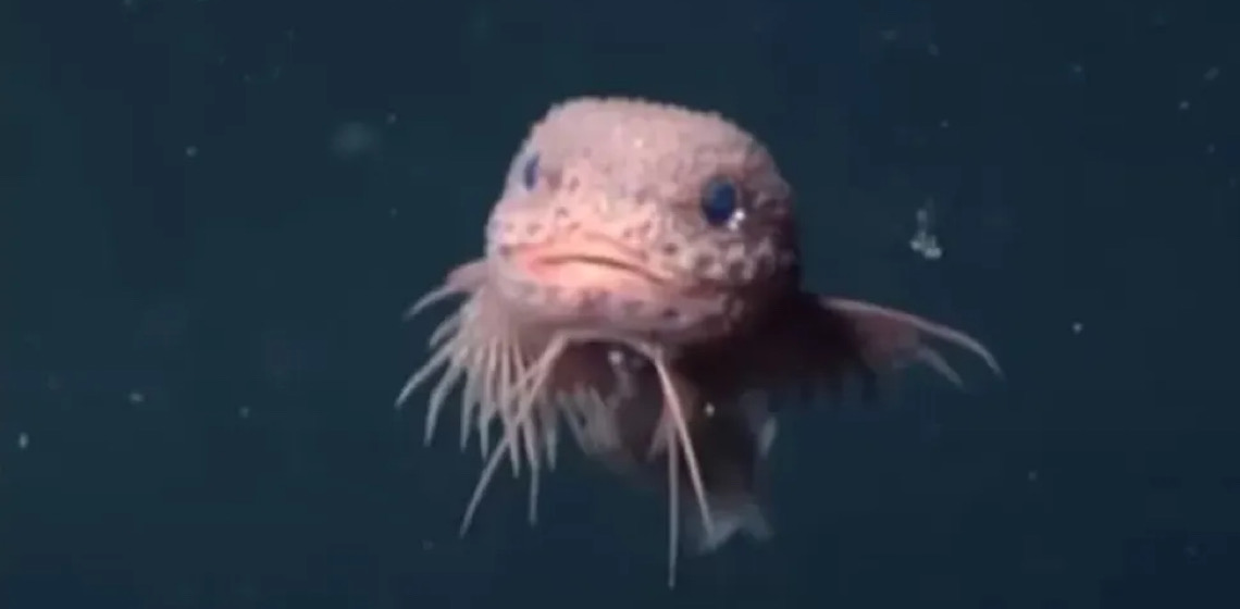 Cientistas encontram peixes 