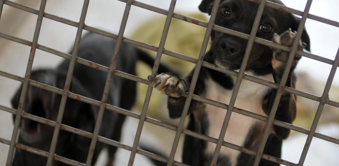 Saúde do DF promove 3ª Feira de Adoção com 28 cães resgatados