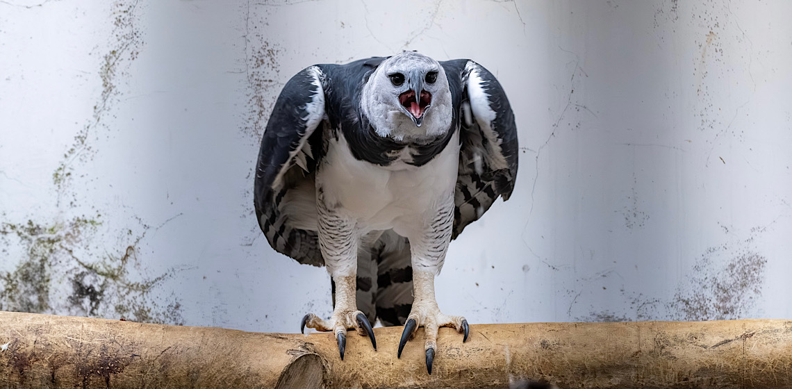 Harpias são transferidas para zoológico paraguaio da Itaipu