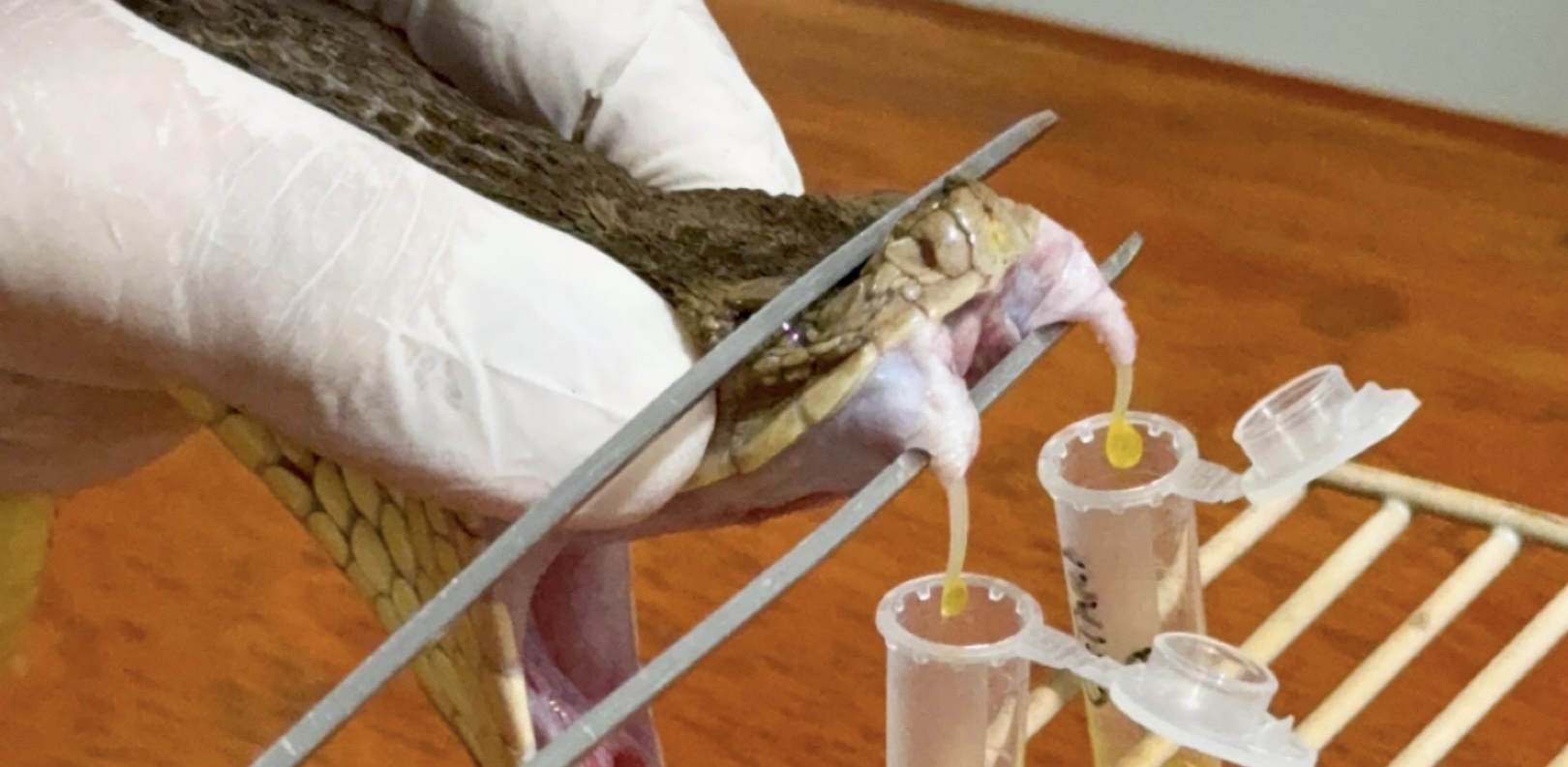 Zoológico de Brasília firma parceria com Instituto Butantan para pesquisas em herpetologia