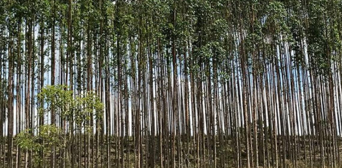 Em 2024, plantar árvores teve mais retorno financeiro do que abatê-las, diz IBGE