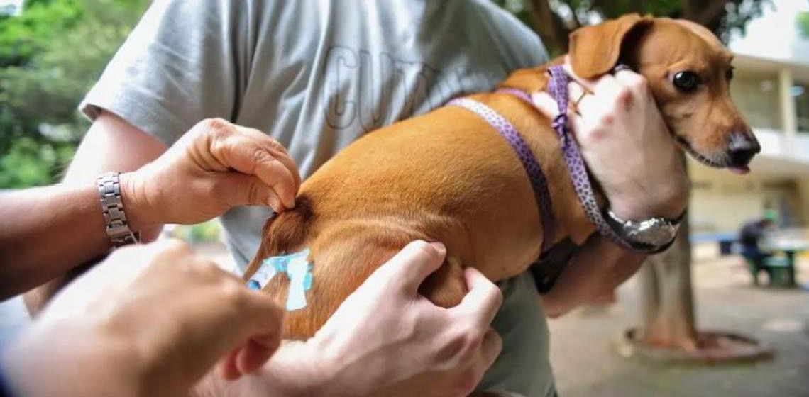 Brasil completa 10 anos sem casos de raiva humana transmitida por cães
