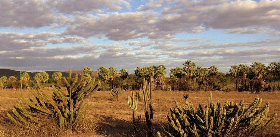 Caatinga é um dos biomas mais eficientes na captura de carbono, mas sofre com avanço da energia renovável