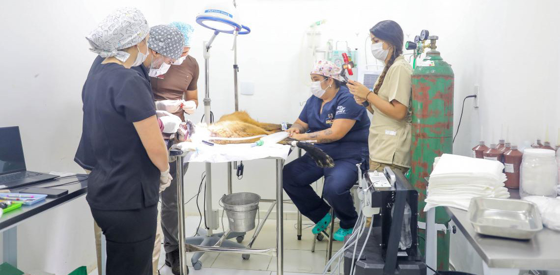 Lobo-guará fêmea resgatada na Ponte Alta do Gama recebe tratamento dentário no Hfaus