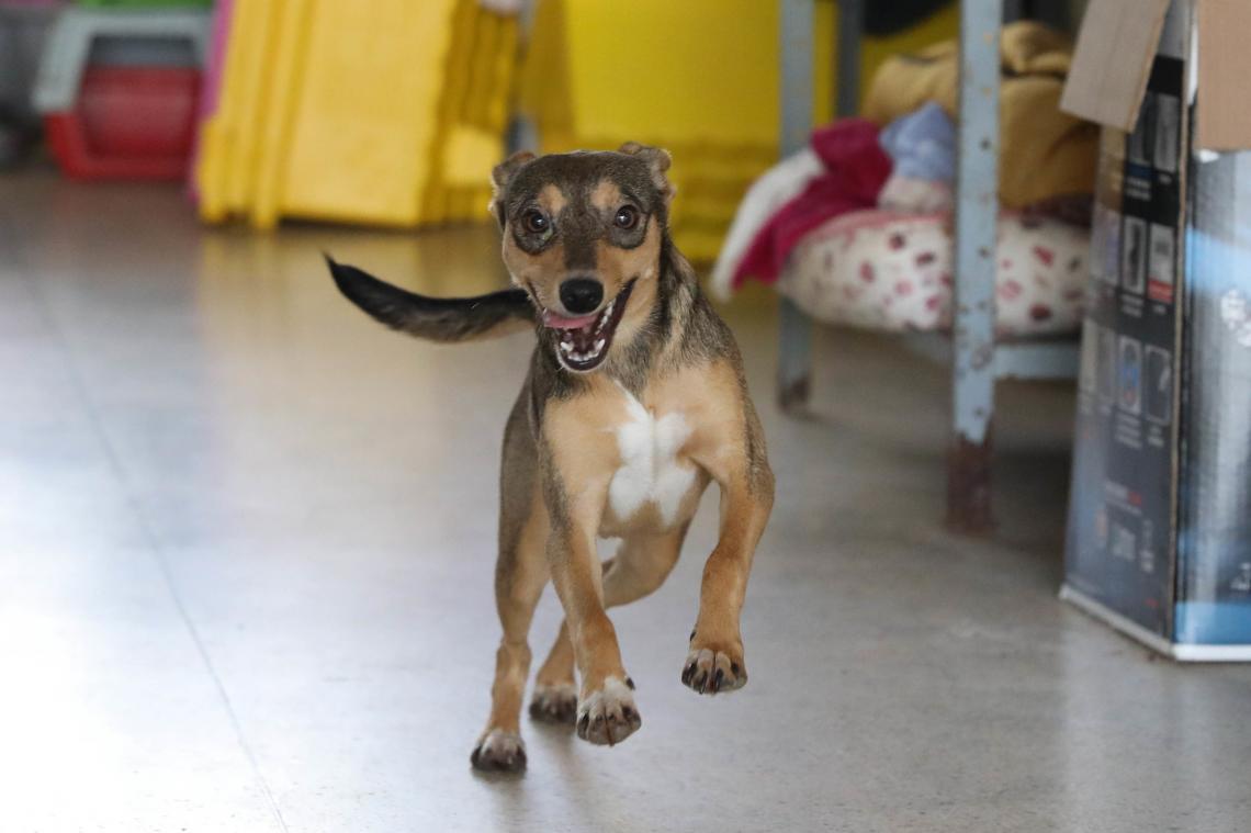 Pesquisa busca conhecer perfil dos protetores de animais no Distrito Federal