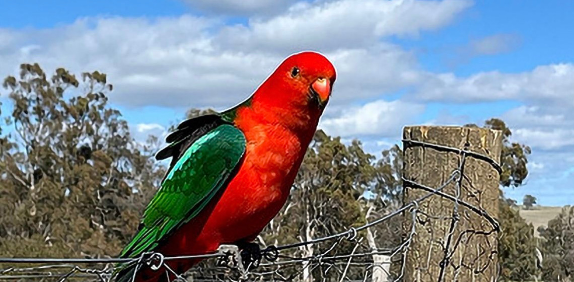 Normas para comercialização de fauna exótica no Distrito Federal são definidas
