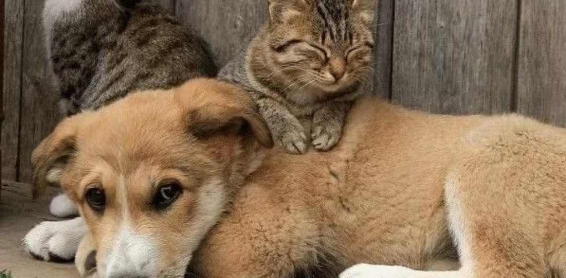 Sábado é dia de vacinar cães e gatos contra a raiva no Distrito Federal