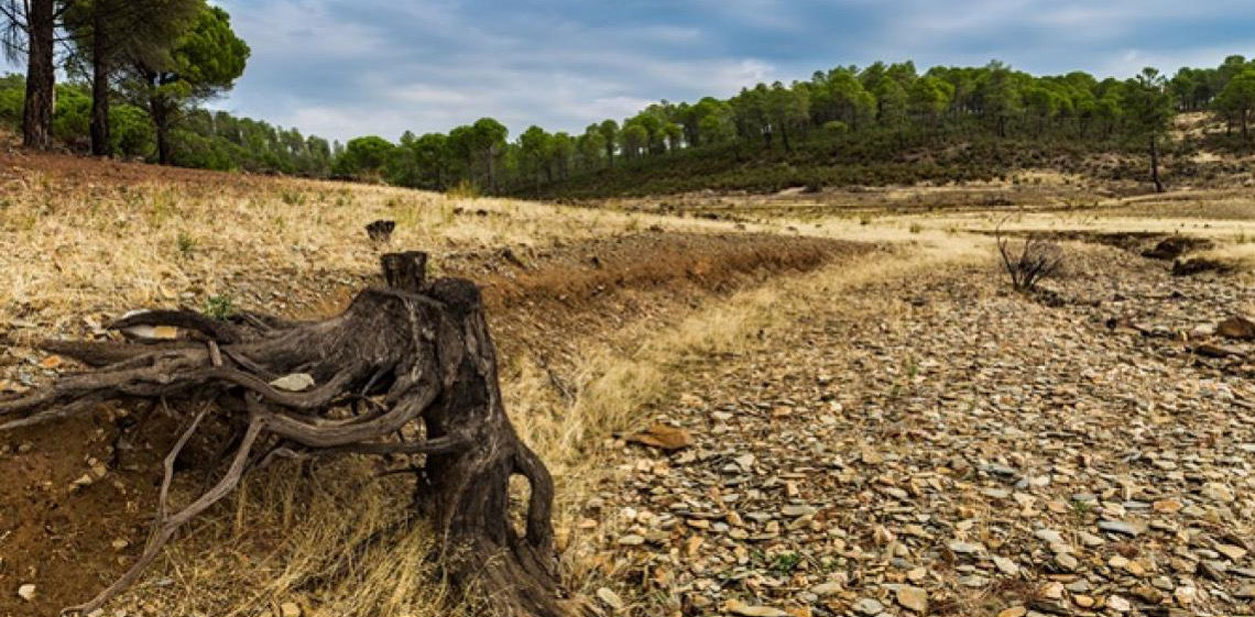 Restauro florestal pode render US$ 100 bi por ano a países tropicais