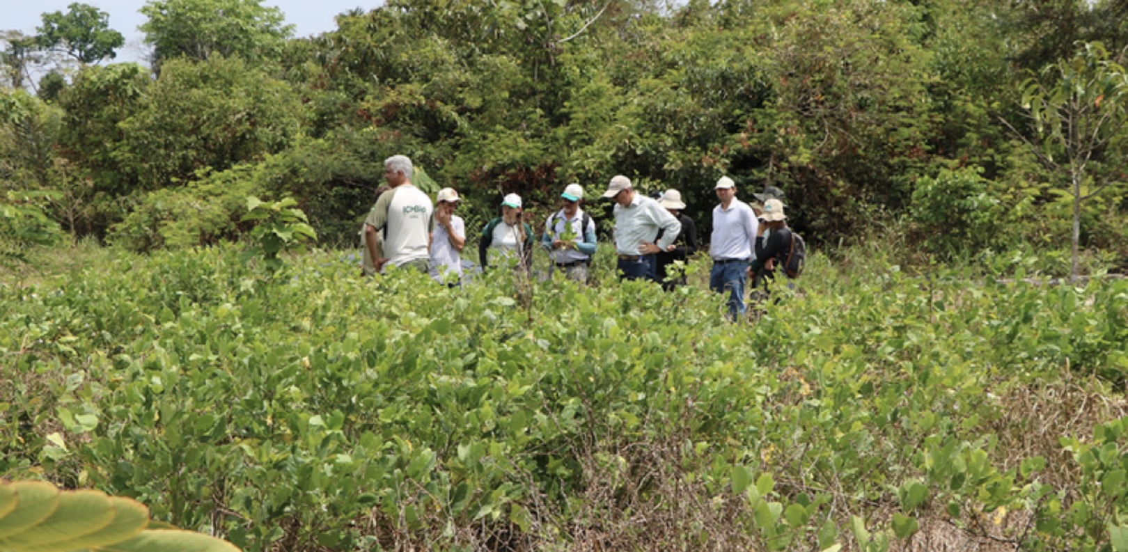 Desconfiança com créditos de carbono faz mercado preferir projetos de restauro florestal