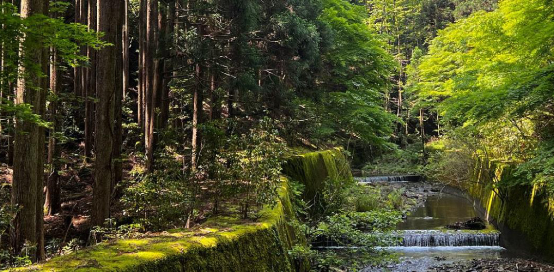 Desmatamento global desacelera, mas florestas continuam sob pressão