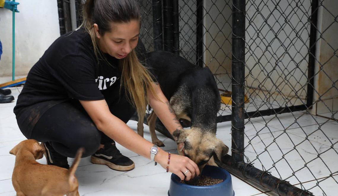 Das ruas para um novo lar: em um ano, projeto Cata Pata resgata 65 cachorros