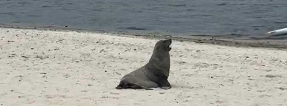 Lobo-marinho é avistado em Maricá, no Rio de Janeiro 